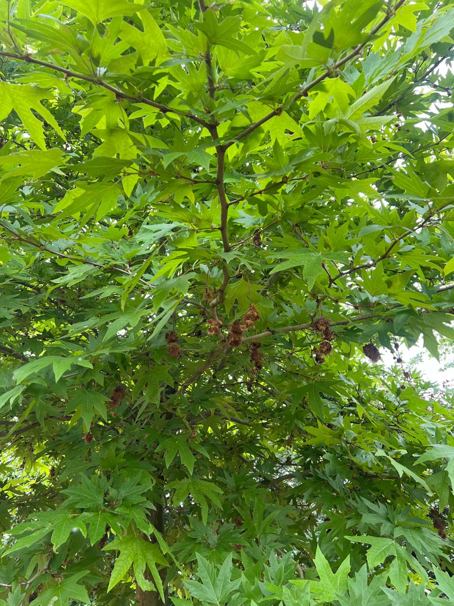 Platanus orientalis 'Mirkovec' dakboom kroon