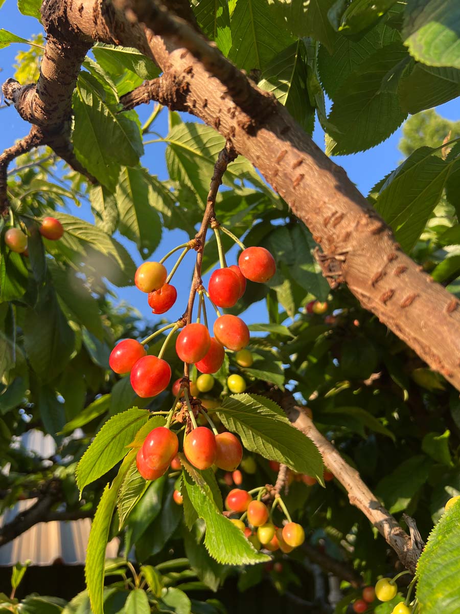 Prunus avium 'Kordia' op stam vrucht