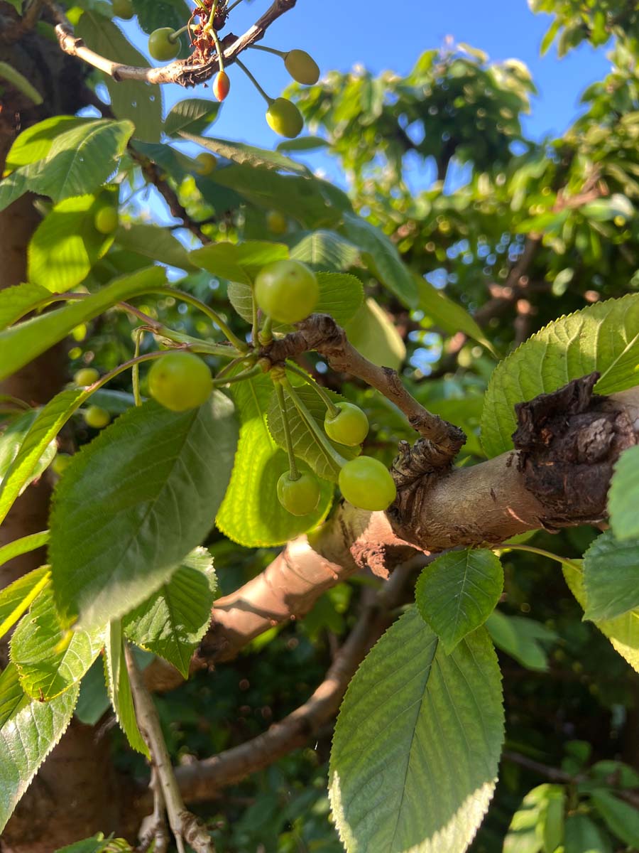 Prunus avium 'Kordia' meerstammig / struik vrucht