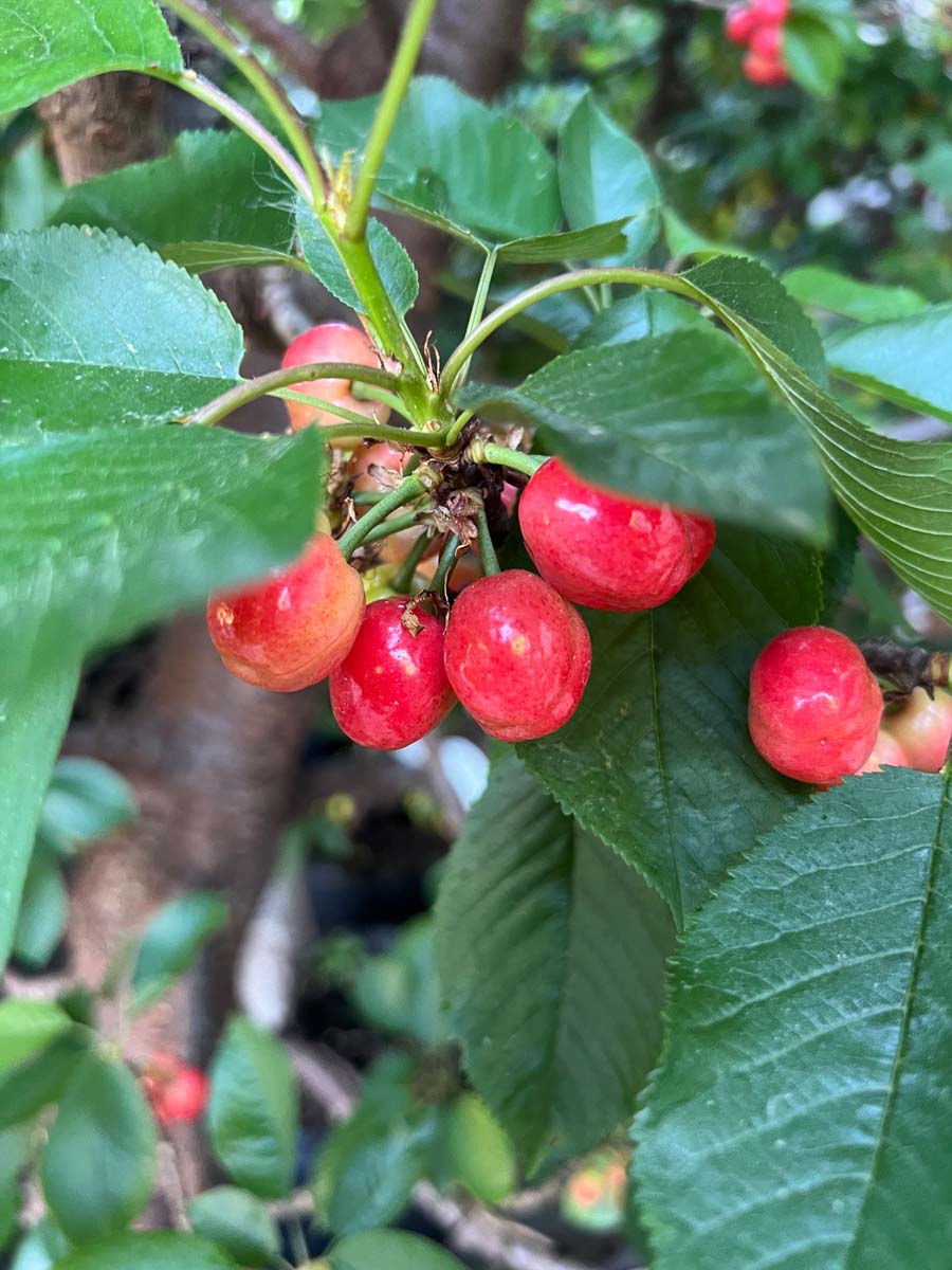 Prunus avium 'Merchant' op stam vrucht