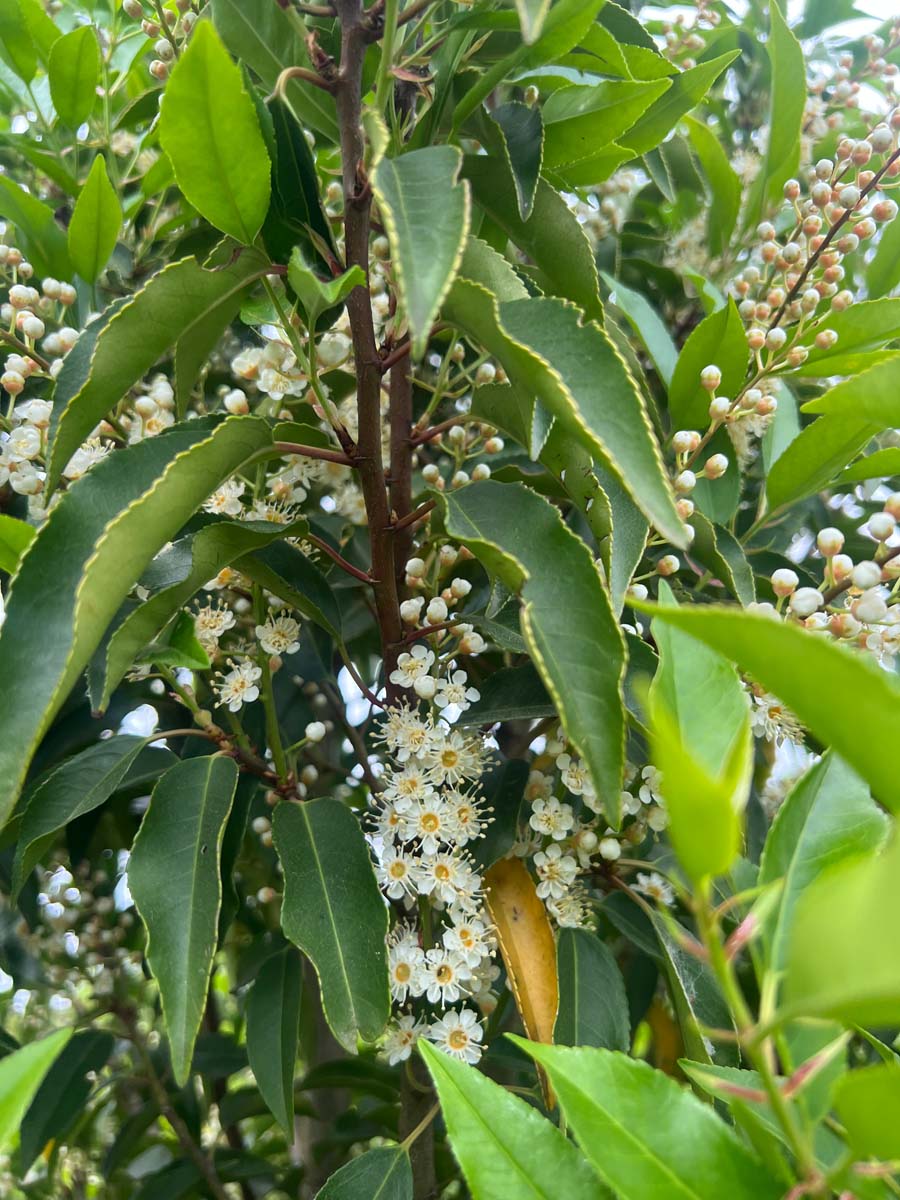 Prunus lusitanica Tuinplanten bloesem