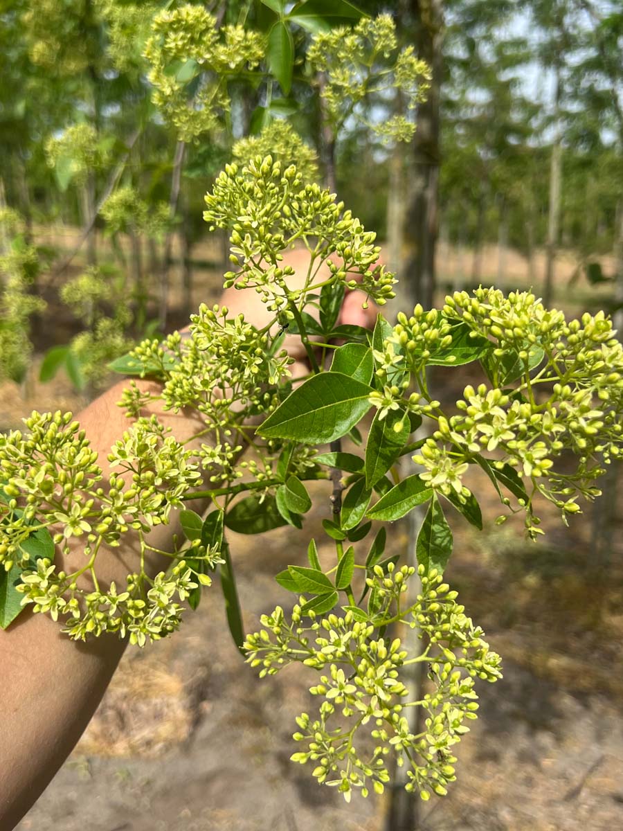 Ptelea trifoliata solitair bloesem
