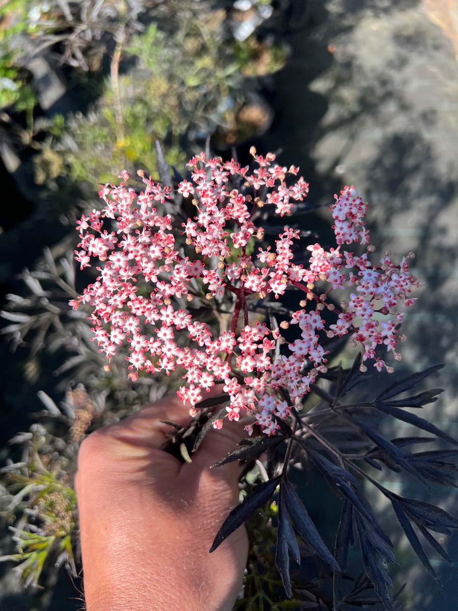 Sambucus nigra 'Eva' op stam bloem