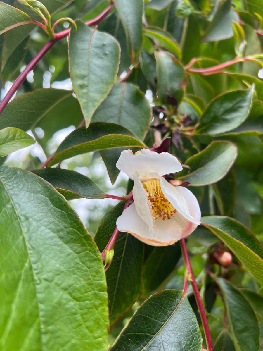 Stewartia pseudocamellia op stam bloem