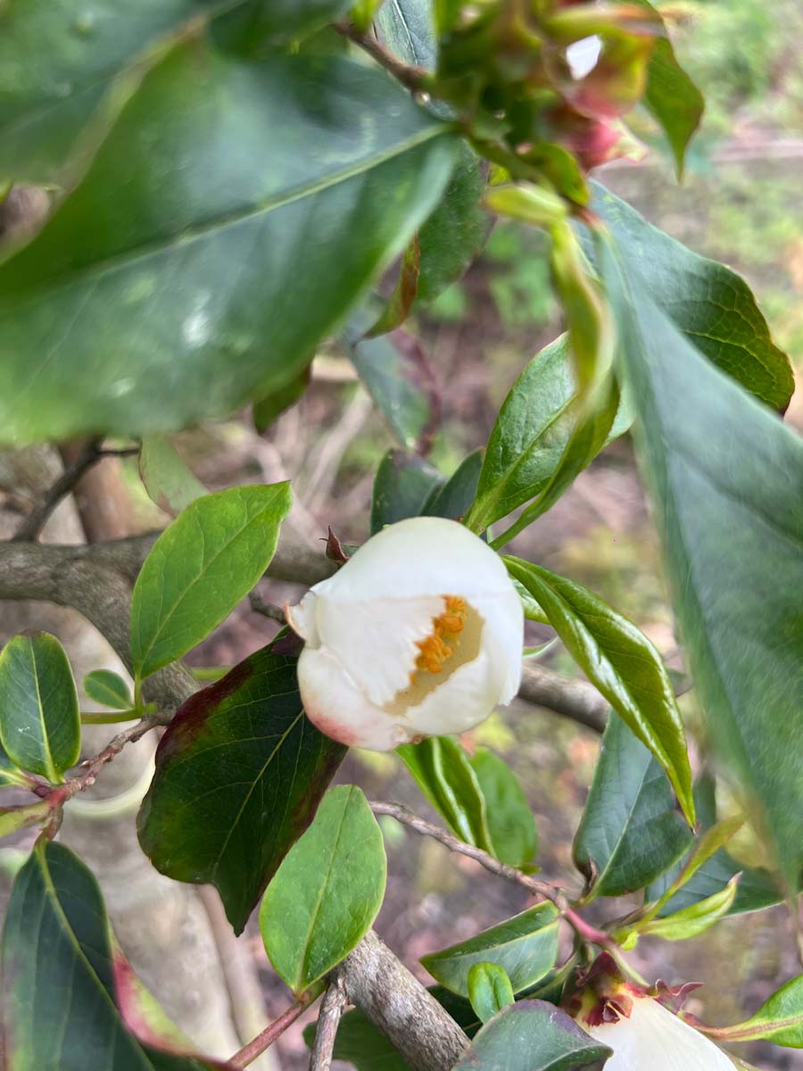 Stewartia pseudocamellia op stam bloem