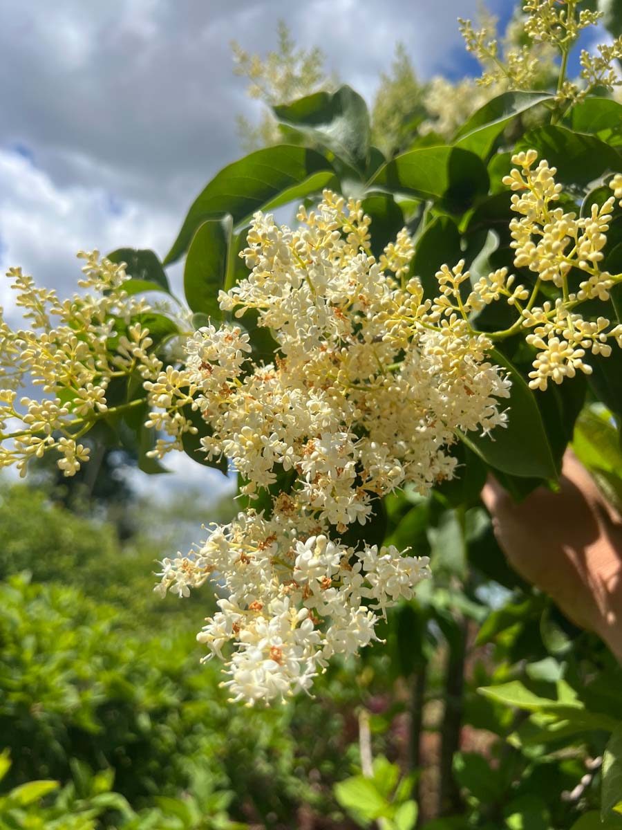 Syringa reticulata 'Ivory Silk' meerstammig / struik bloesem