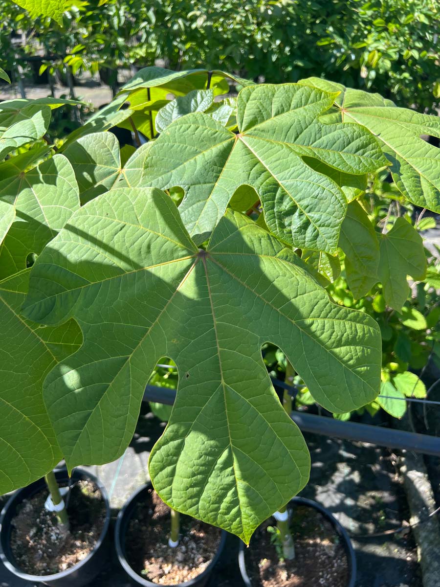 Tetrapanax papyrifer 'Rex' blad