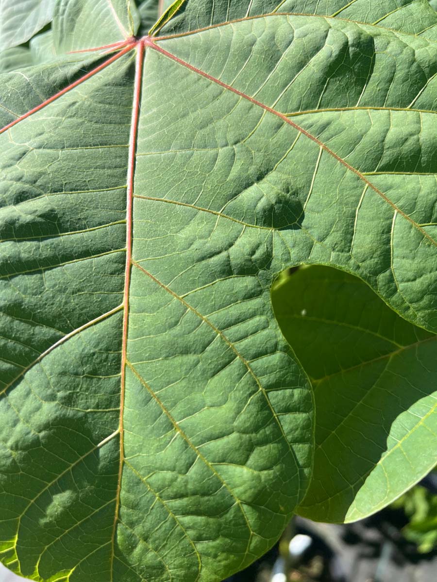 Tetrapanax papyrifer 'Rex' blad