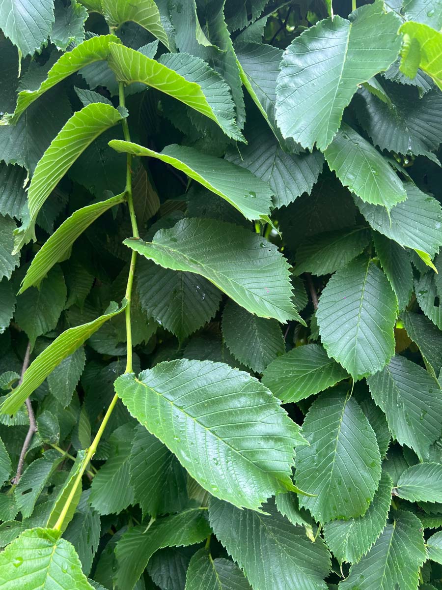 Ulmus 'Camperdownii' op stam blad