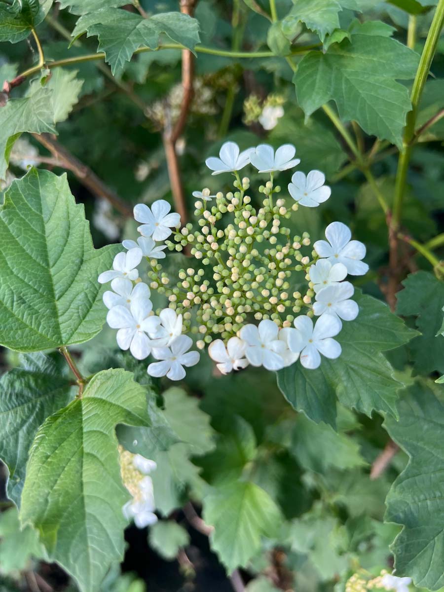 Viburnum opulus op stam bloem