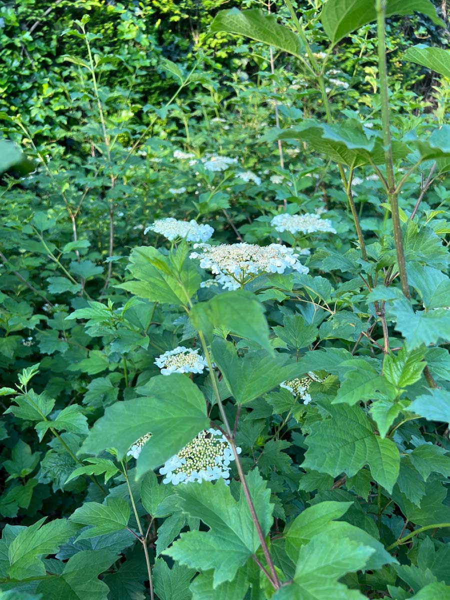 Viburnum opulus Tuinplanten bloesem