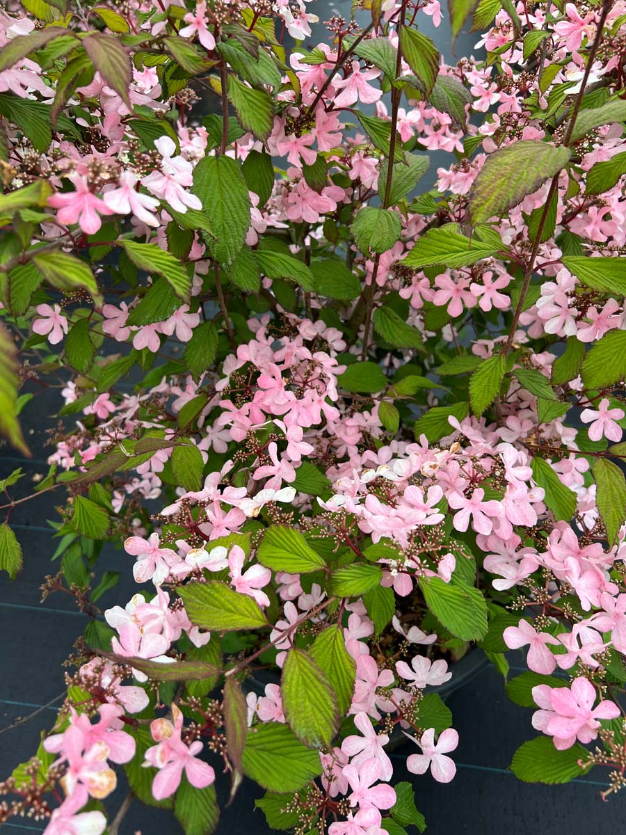 Viburnum plicatum 'Molly Schroeder' Tuinplanten bloesem