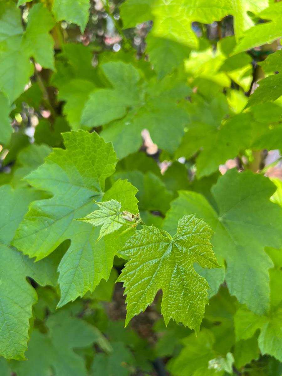 Vitis 'Boskoop Glory' bladeren