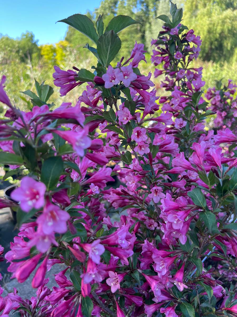 Weigela 'Rumba' bloesem