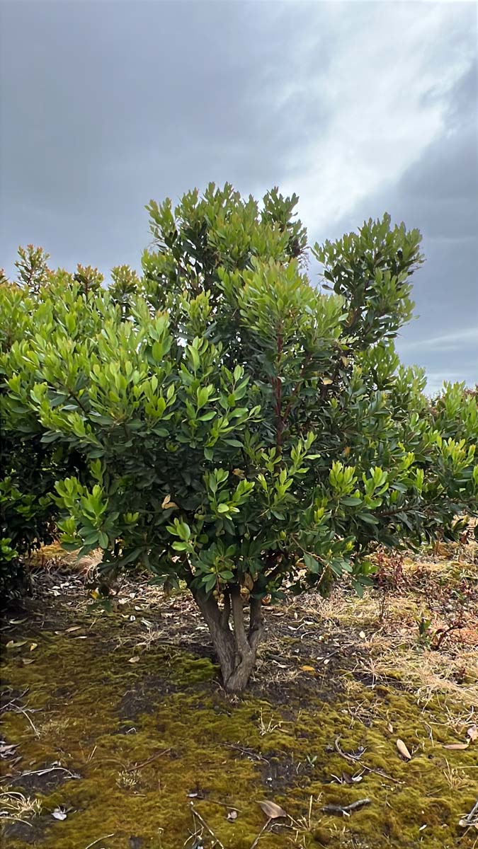 Arbutus unedo meerstammig / struik meerstammig
