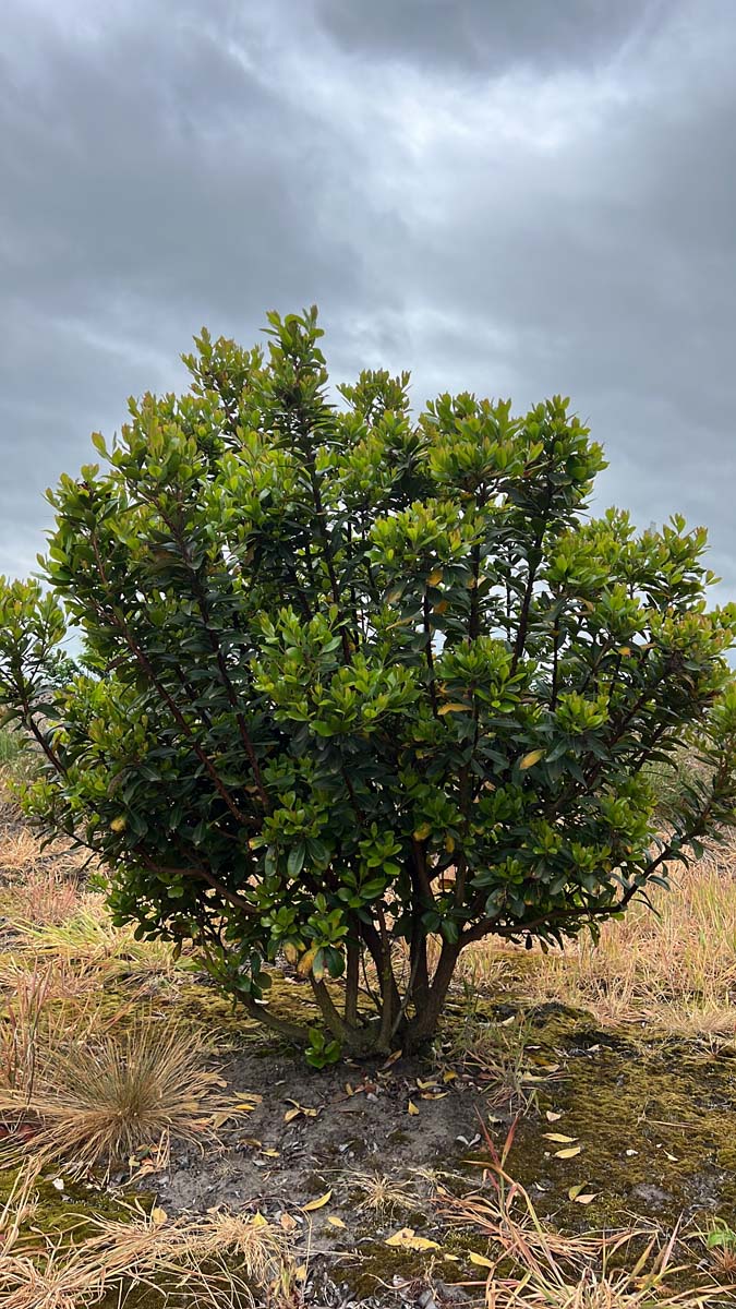 Arbutus unedo meerstammig / struik meerstammig