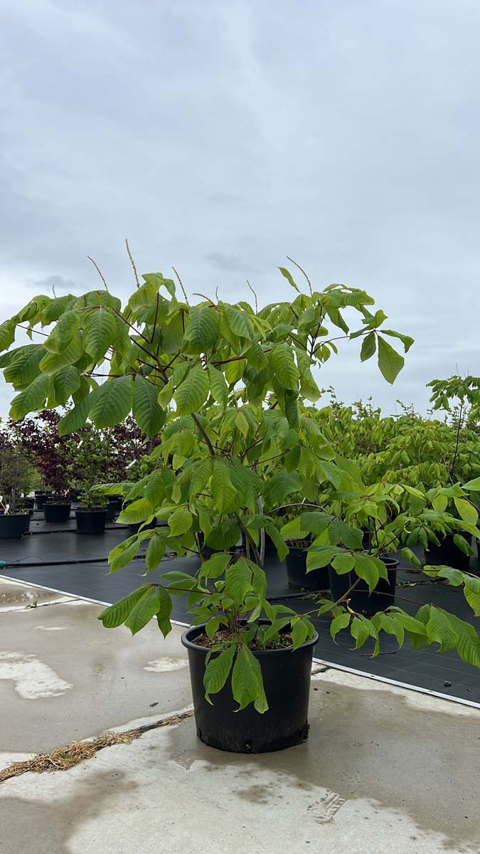 Aesculus parviflora Tuinplanten tuinplanten