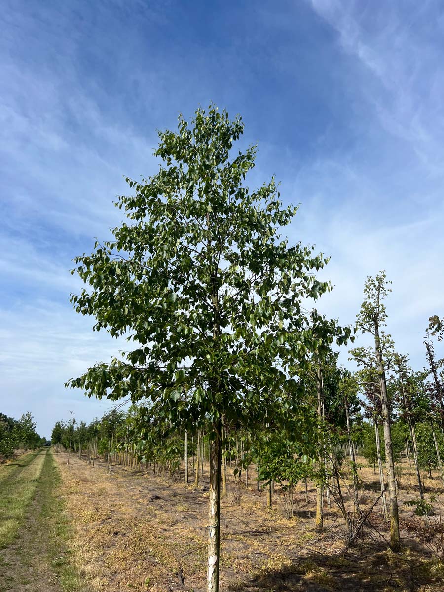 Betula papyrifera op stam op stam