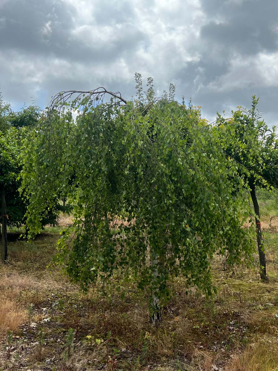 Betula pendula 'Youngii' op stam op stam