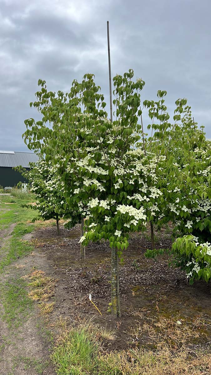 Cornus kousa chinensis op stam op stam