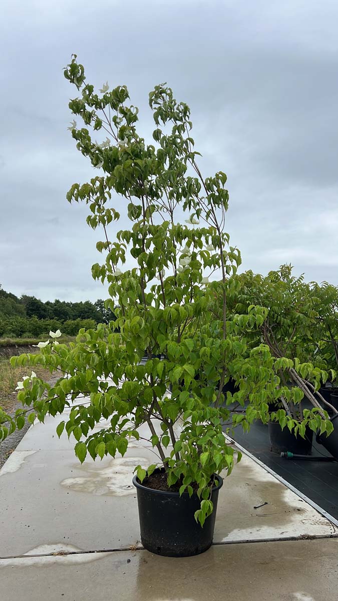 Cornus kousa chinensis Tuinplanten tuinplanten