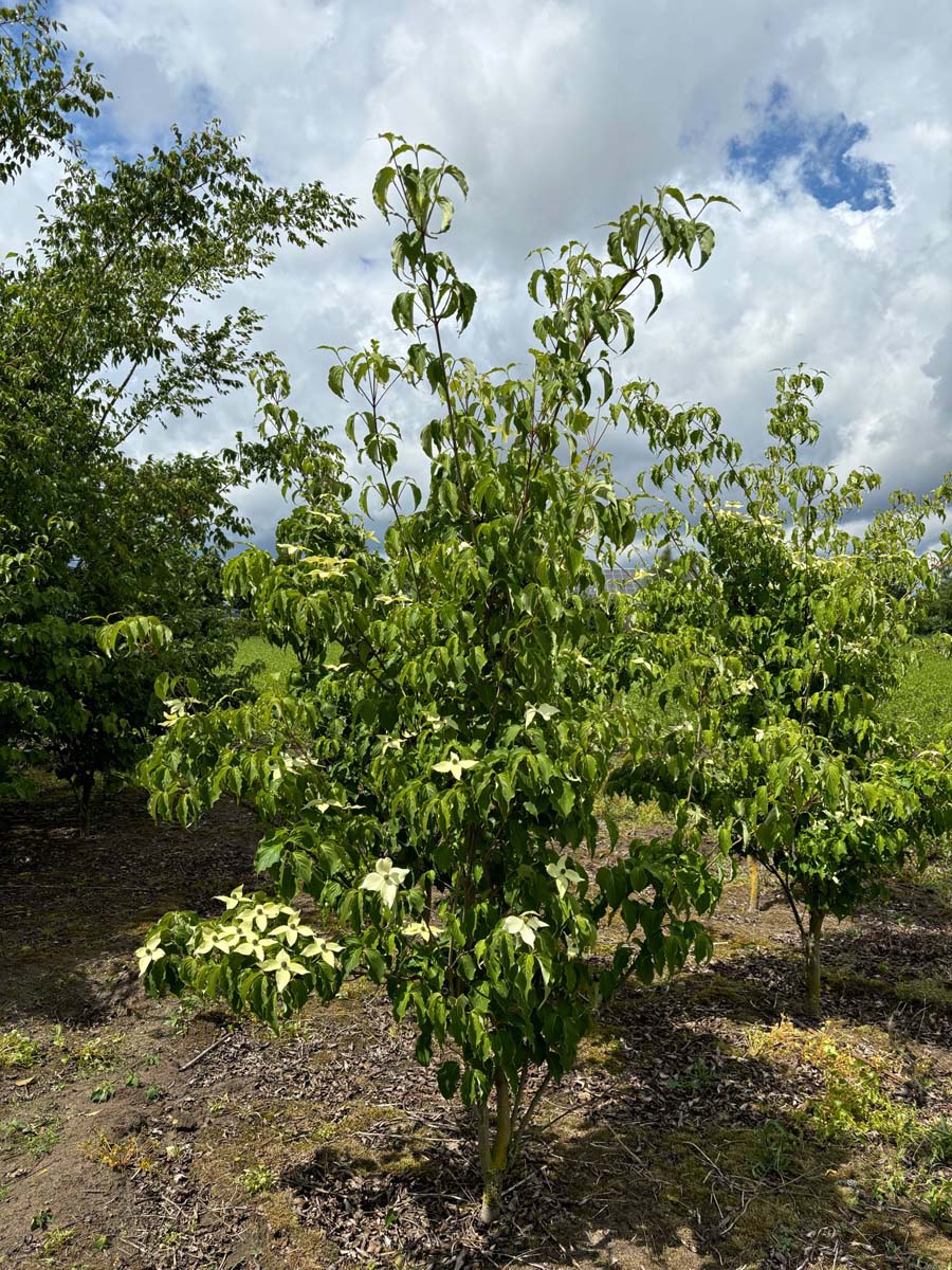 Cornus kousa 'Schmetterling' meerstammig / struik struik