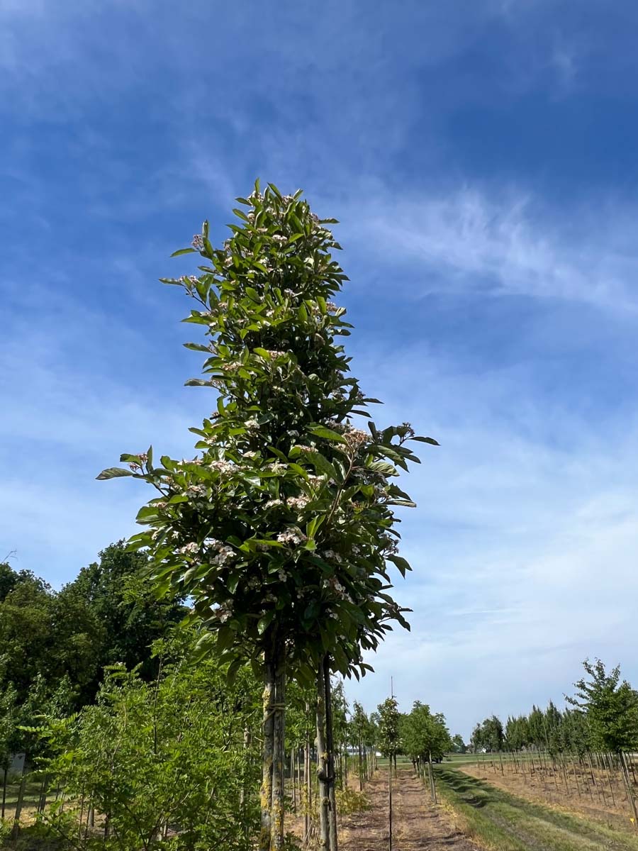 Crataegus lavalleei 'Carrierei' op stam op stam