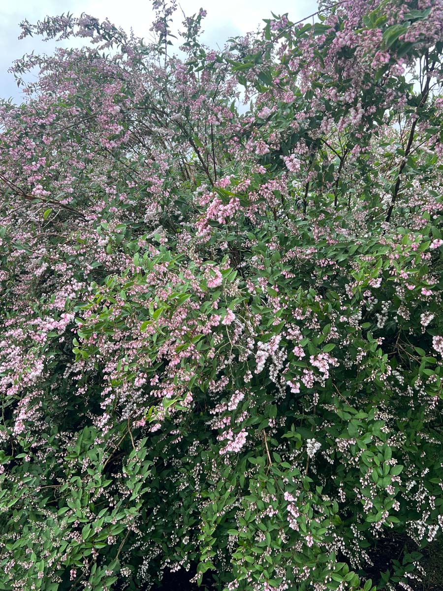 Deutzia scabra 'Plena' meerstammig / struik struik
