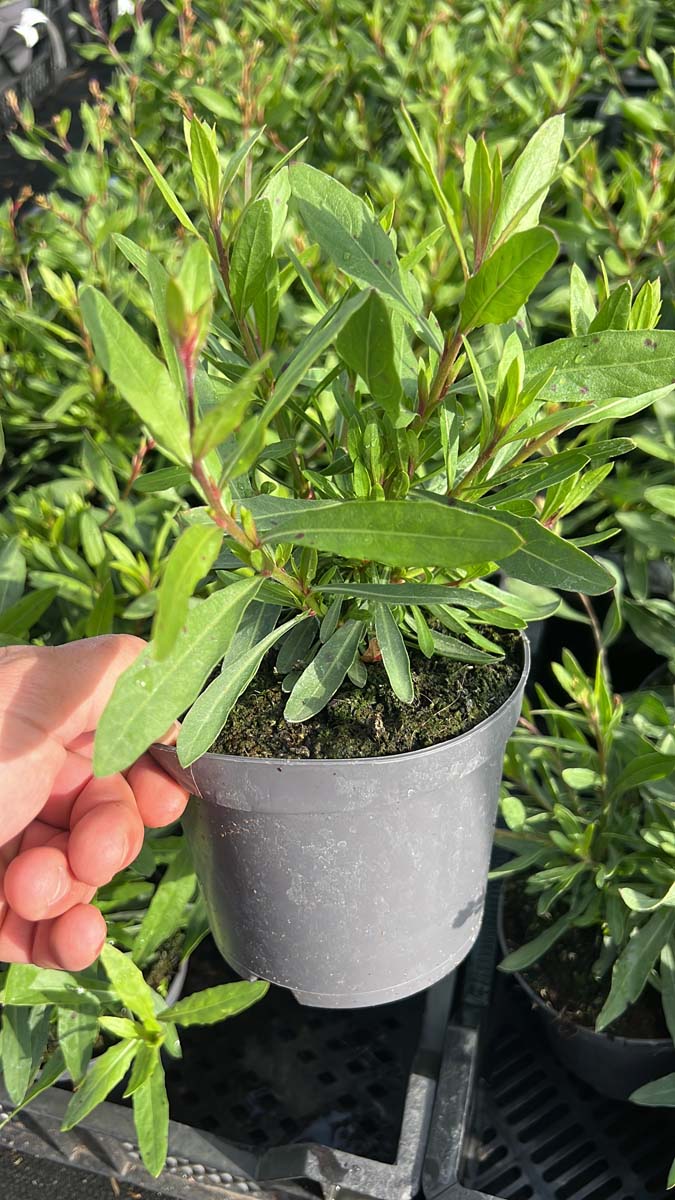 Gaura lindheimeri 'Whirling Butterflies' tuinplanten