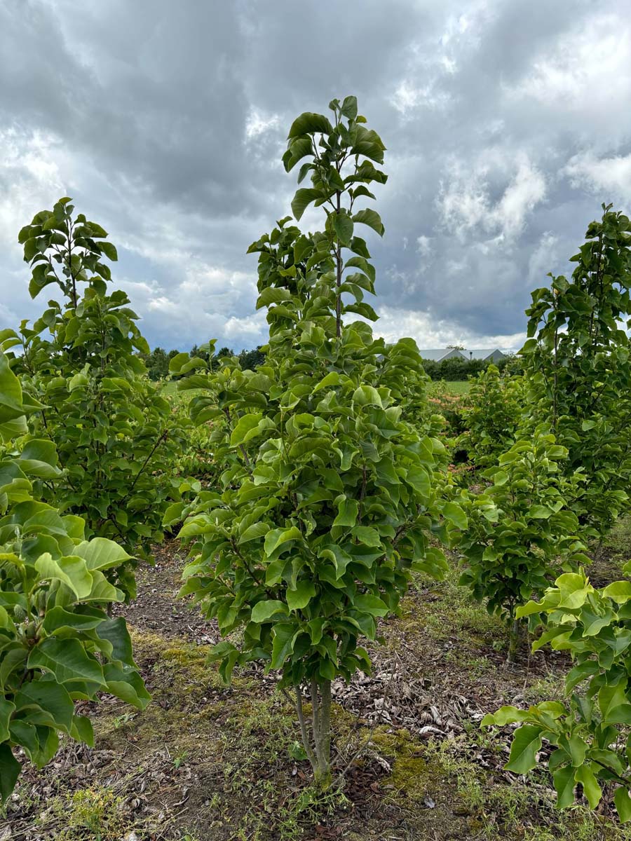 Magnolia 'Black Beauty' meerstammig / struik meerstammig