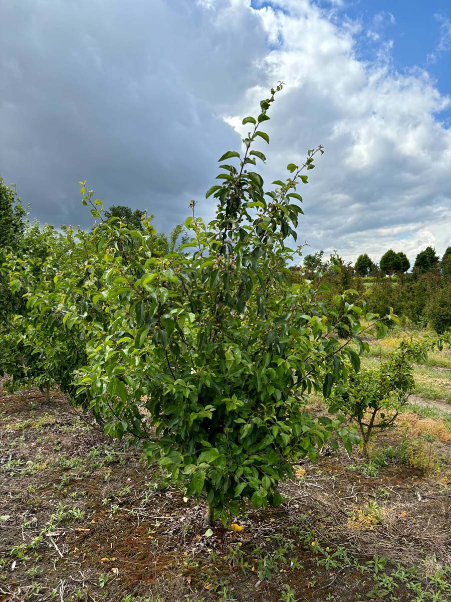 Malus 'Professor Sprenger' solitair solitair