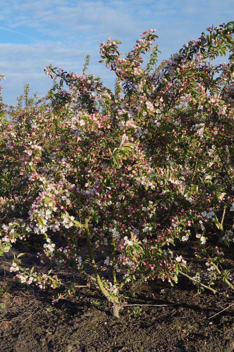 Malus 'Professor Sprenger' solitair solitair