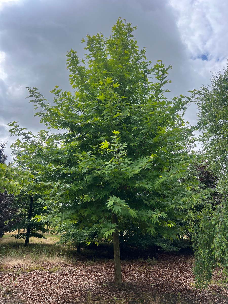 Platanus orientalis 'Mirkovec' op stam op stam