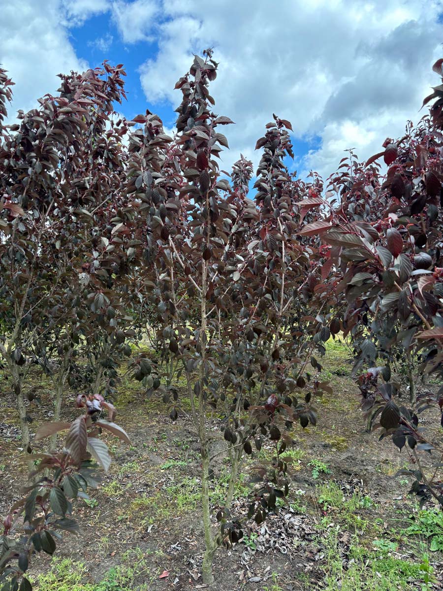 Prunus serrulata 'Royal Burgundy' solitair solitair