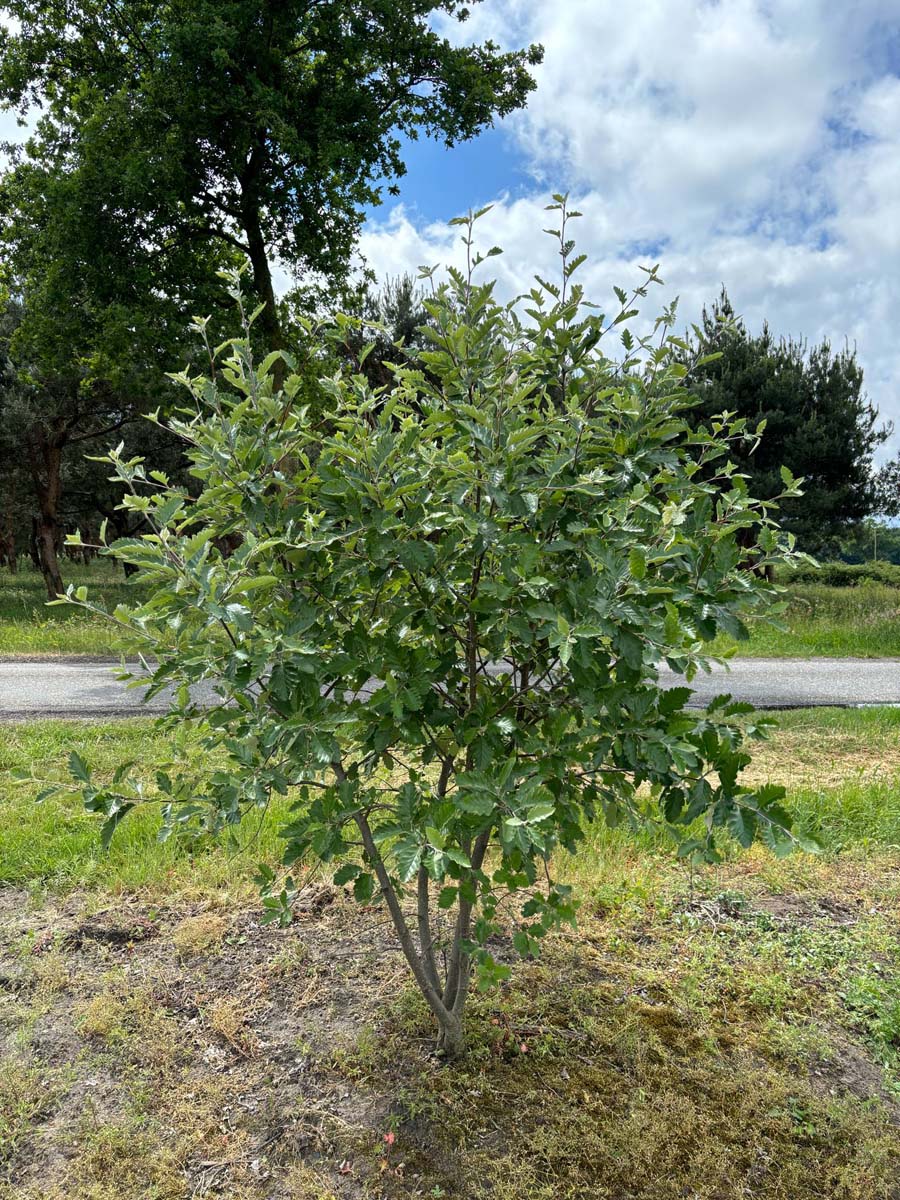 Sorbus intermedia meerstammig / struik meerstammig