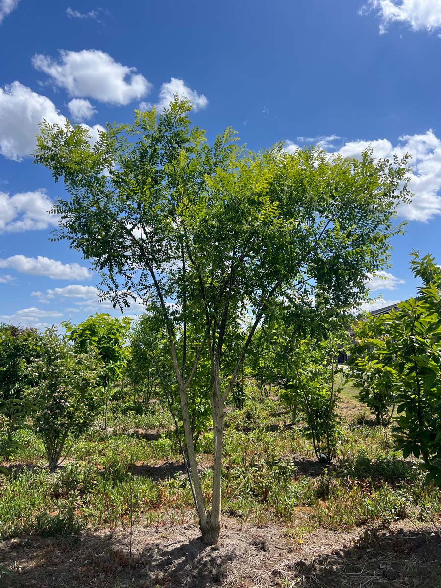 Styphnolobium japonicum meerstammig / struik struik