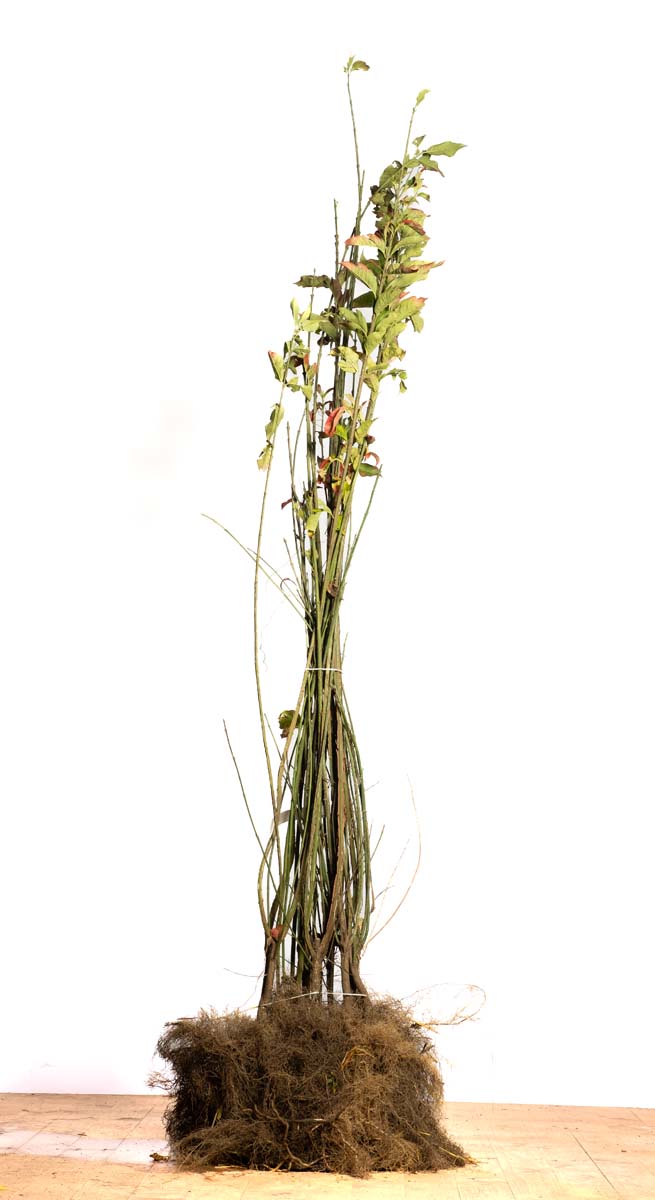 EUEUROPA100-125WPLANTSOE hoogte 100-125