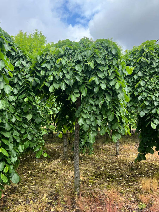 Ulmus 'Camperdownii' op stam op stam