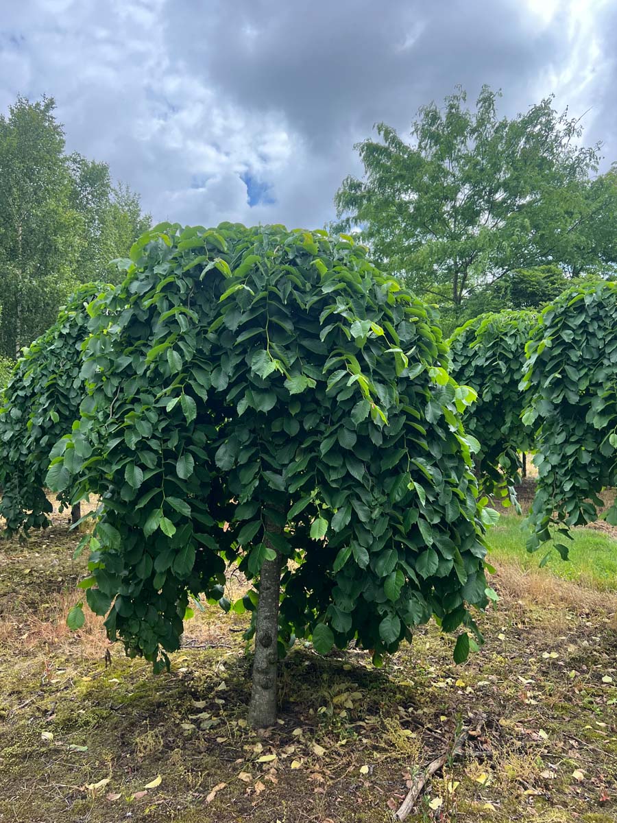 Ulmus 'Camperdownii' op stam op stam