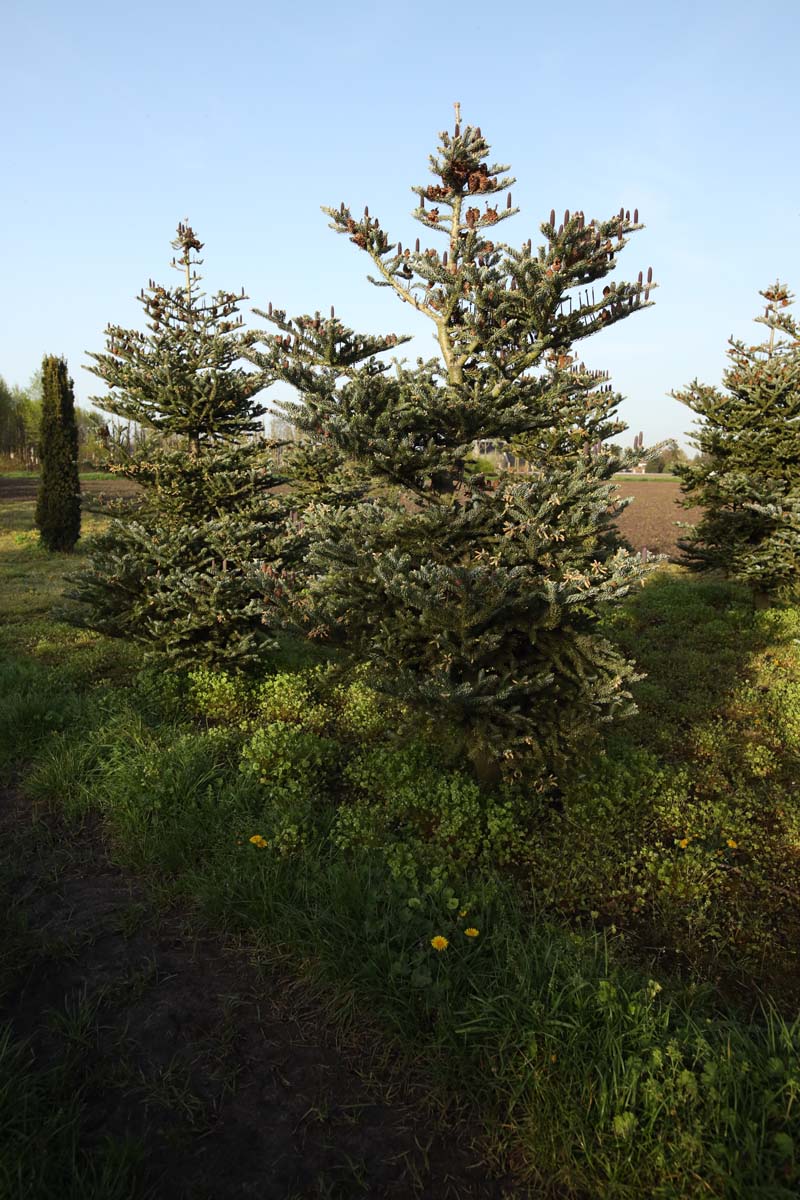 Abies koreana 'Silberlocke' solitair