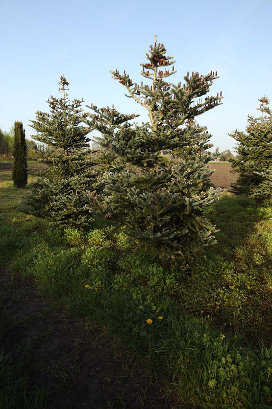 Abies koreana 'Silberlocke' solitair
