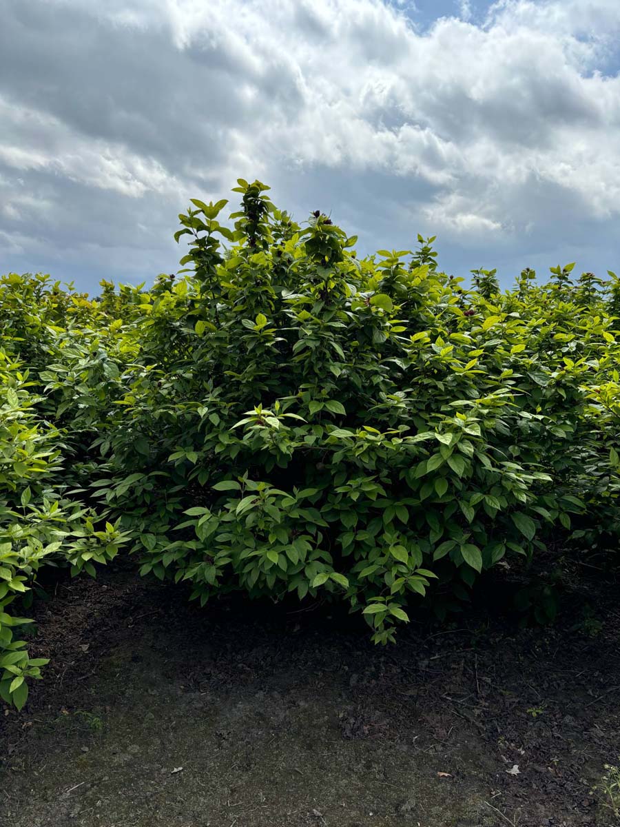 Calycanthus floridus meerstammig / struik struik