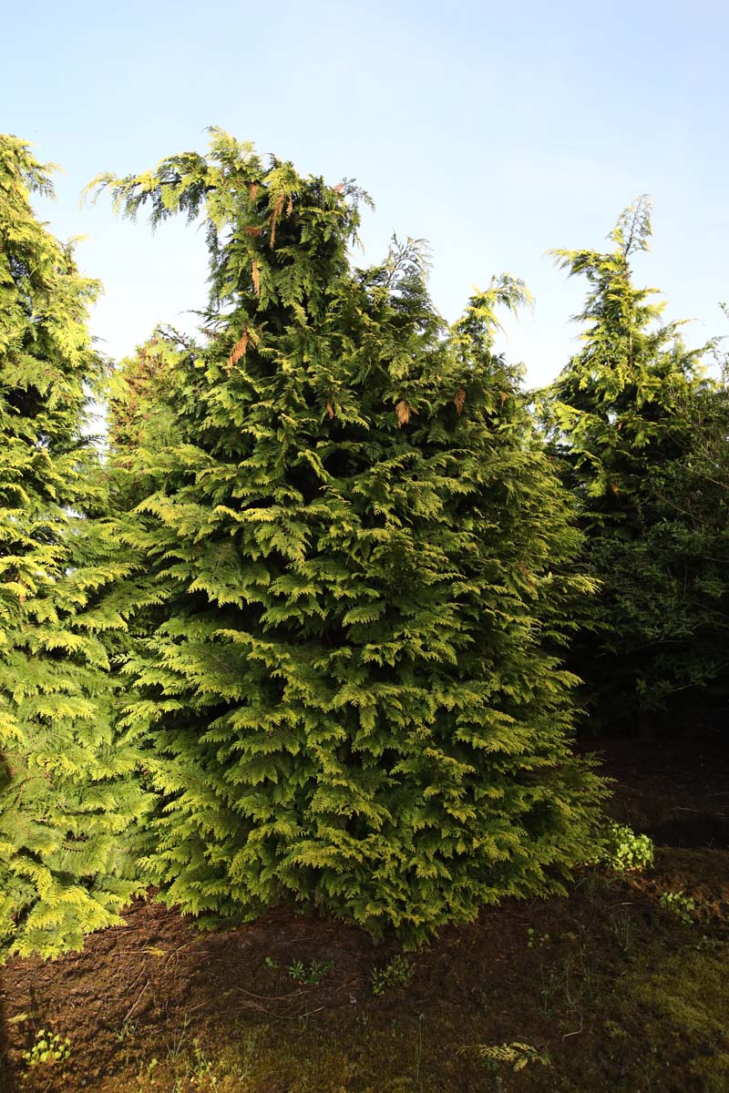 Chamaecyparis lawsoniana 'Ivonne' solitair