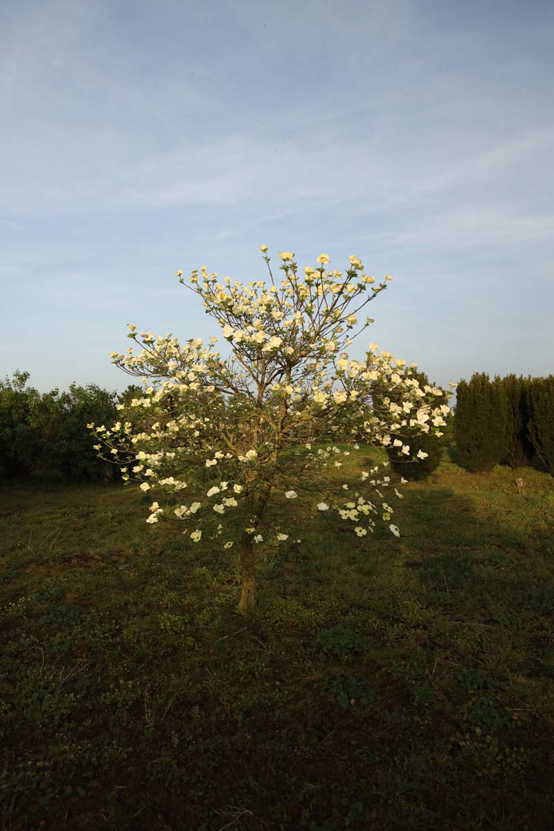 Cornus 'Ascona' solitair solitair