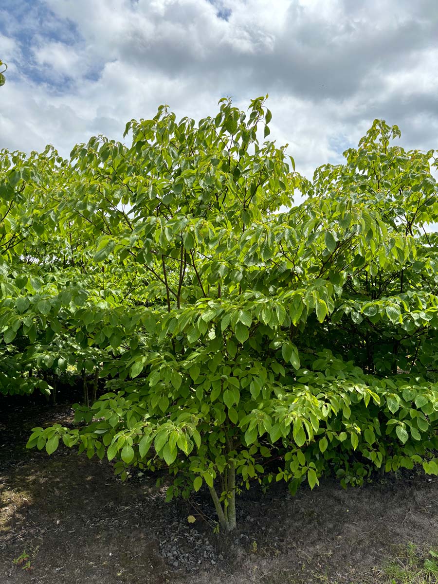 Cornus controversa meerstammig / struik struik