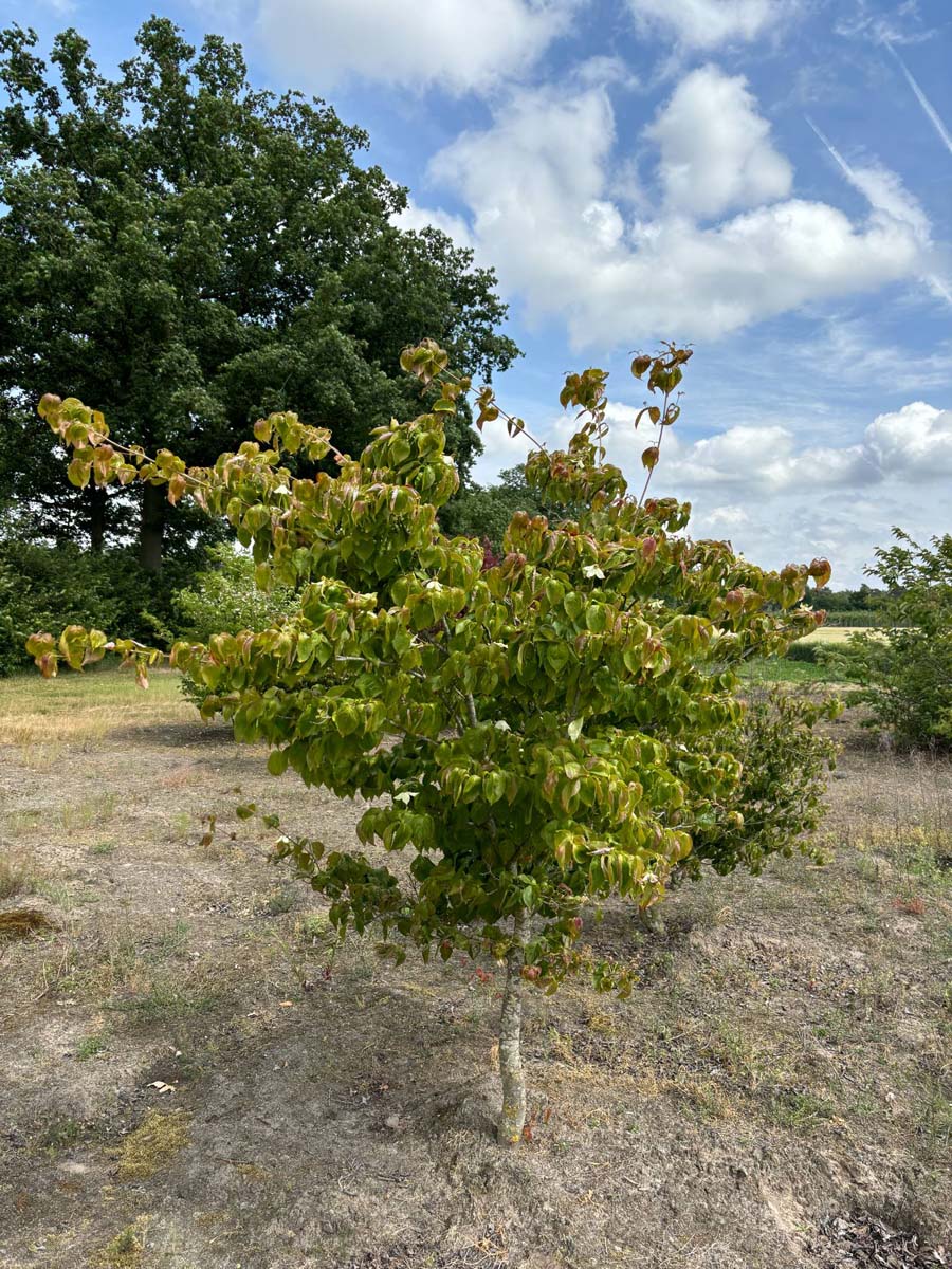 Cornus kousa solitair solitair