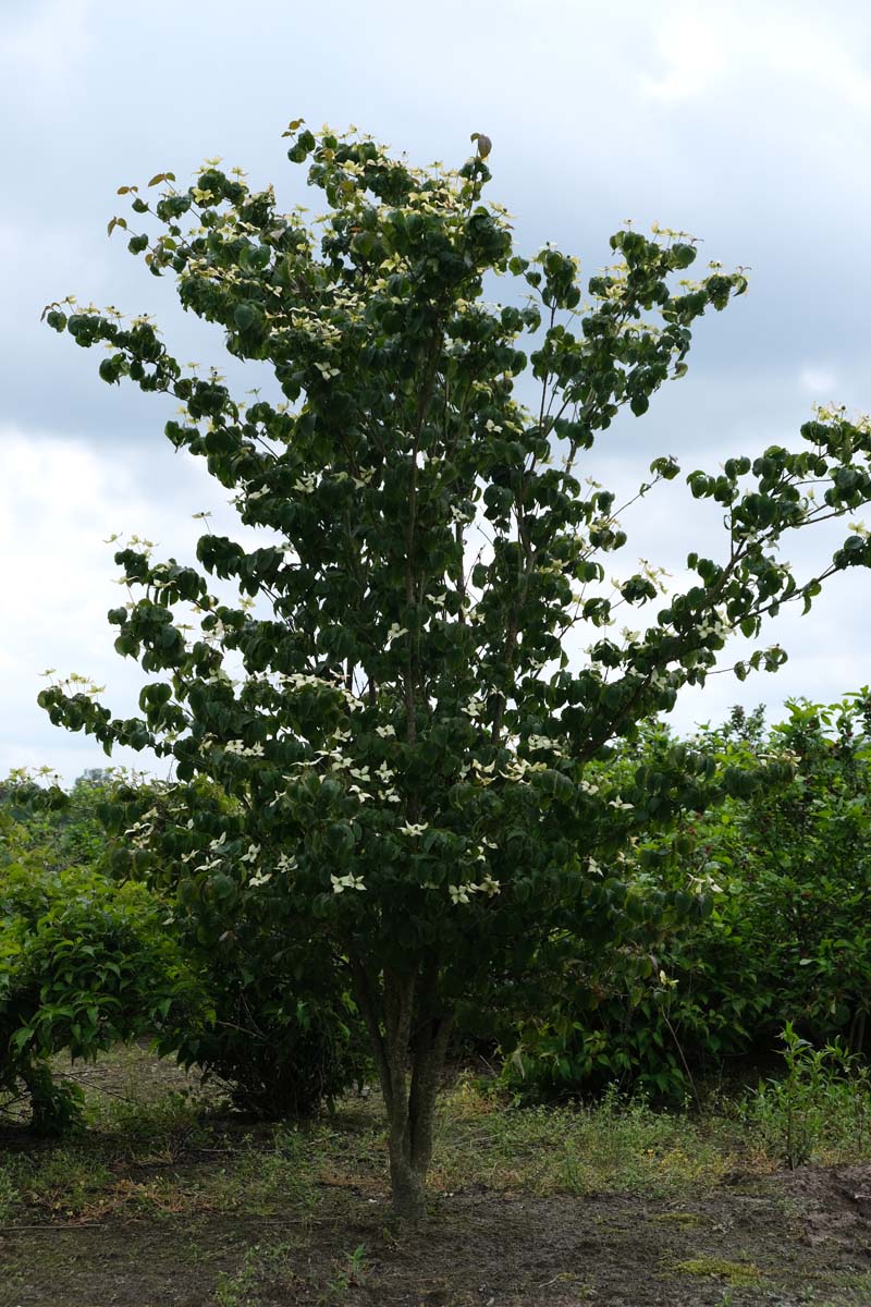 Cornus kousa meerstammig / struik struik