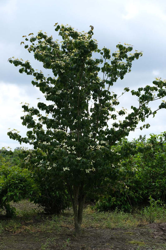Cornus kousa meerstammig / struik struik