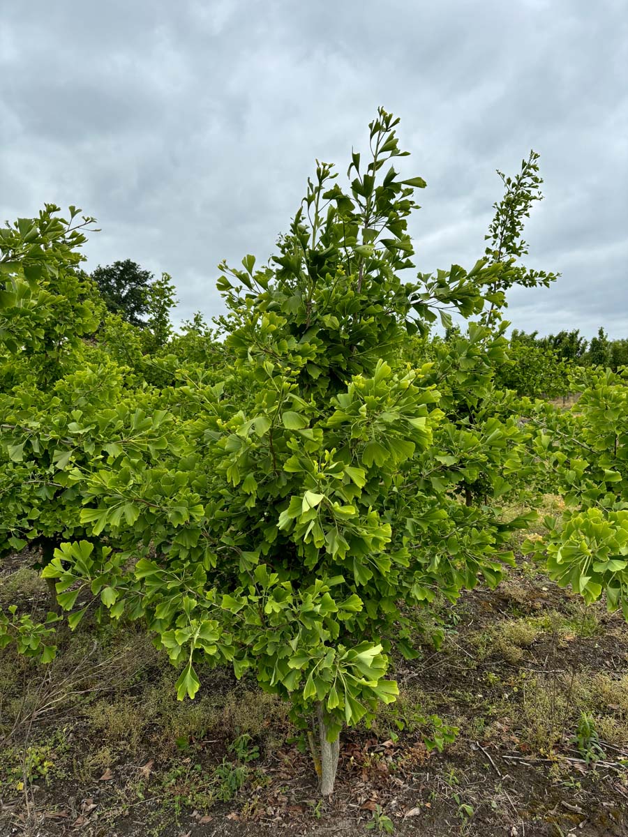 Ginkgo biloba meerstammig / struik meerstammig