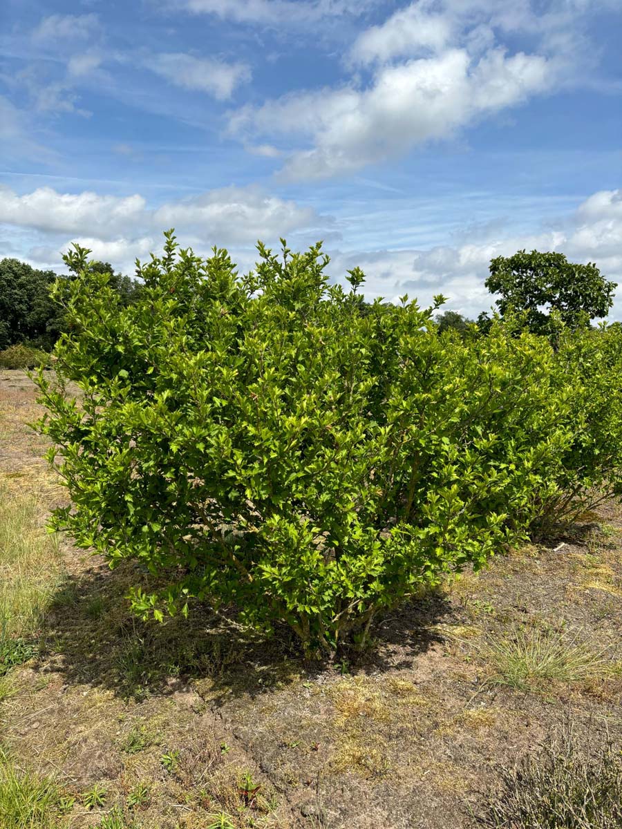 Hibiscus syriacus 'Maike' meerstammig / struik struik